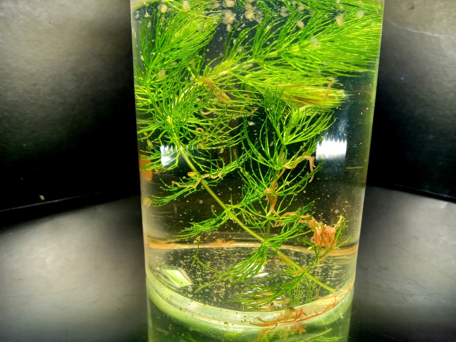 Multi Culture Starter Bundle. Scuds, Daphnia, Blackworm, Ostricods, Chlorella!