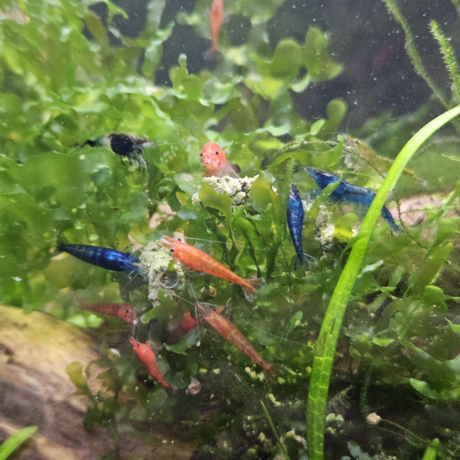 PureShrimp Naturals PREMIUM Neocaridina Caridina Shrimp Food Sinking 1.5mm