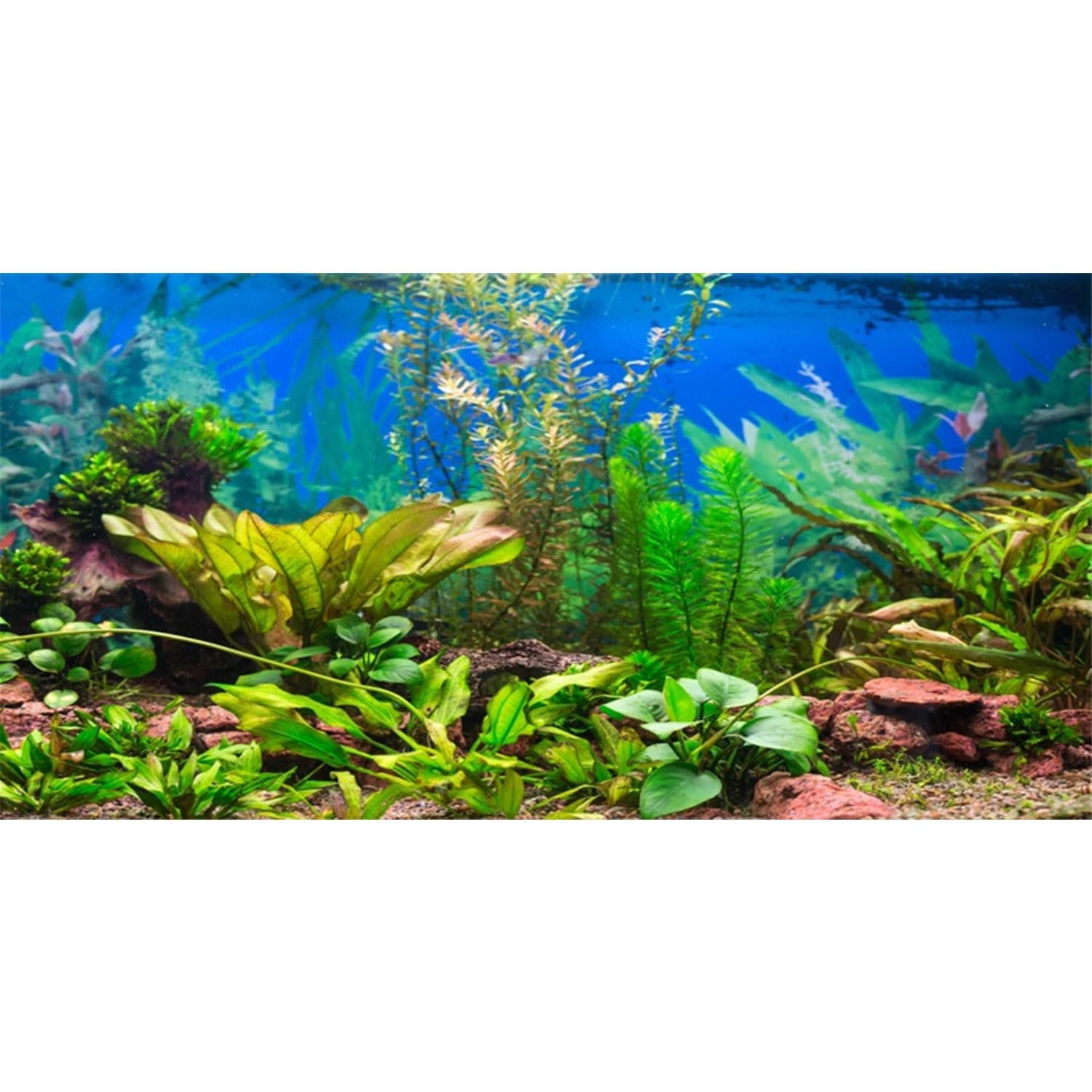 AWERT 30×18 inches Aquarium Background Aquatic Plant River Bed & Lake Fish Ta…