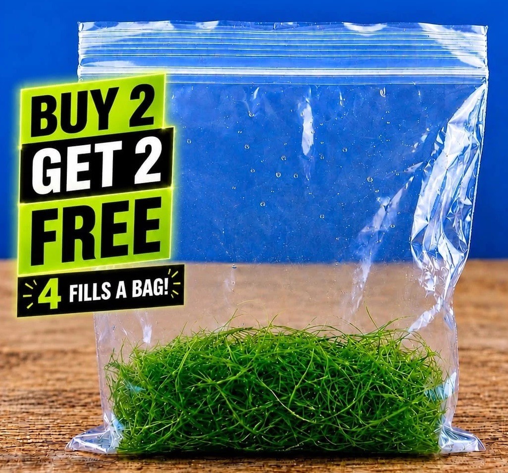 Guppy Grass Live Aquarium Plant Najas Shrimp Fry Safe Bio Filter Easy Growth