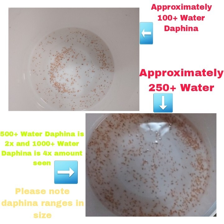 100+ Freshwater Water Daphnia by Happy Little Fish