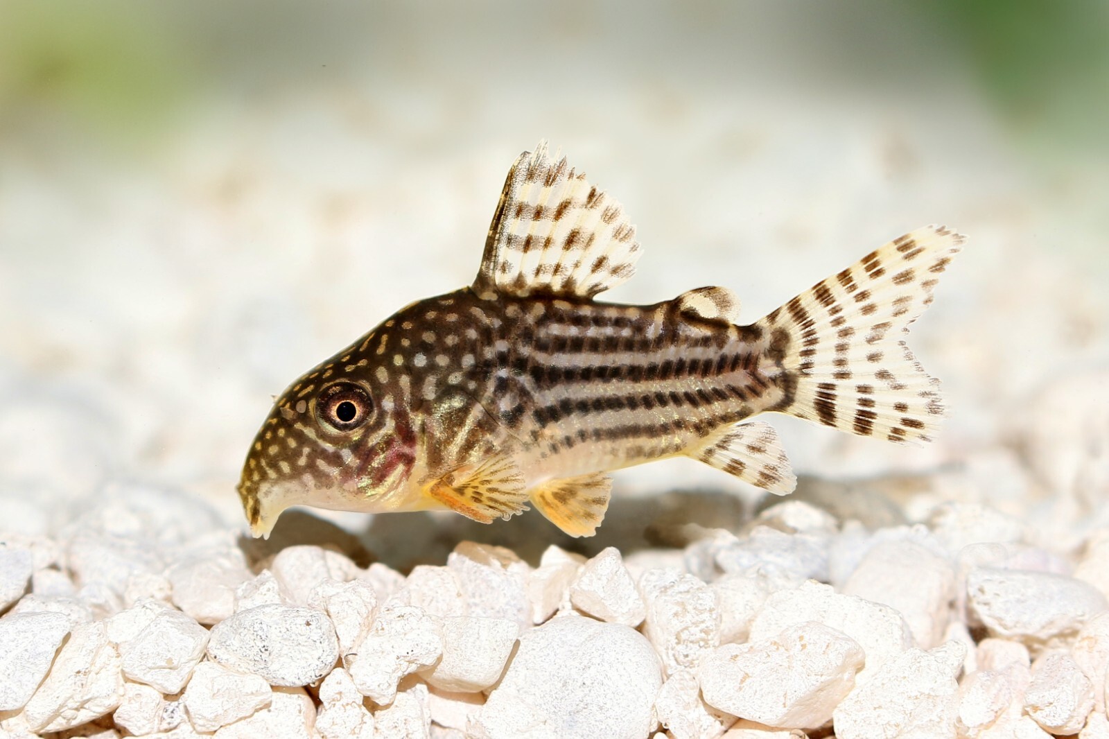 CORY CATFISH FOOD MIX Bottom Feeders,Snail,Crayfish,Catfish,Loach,ABF205