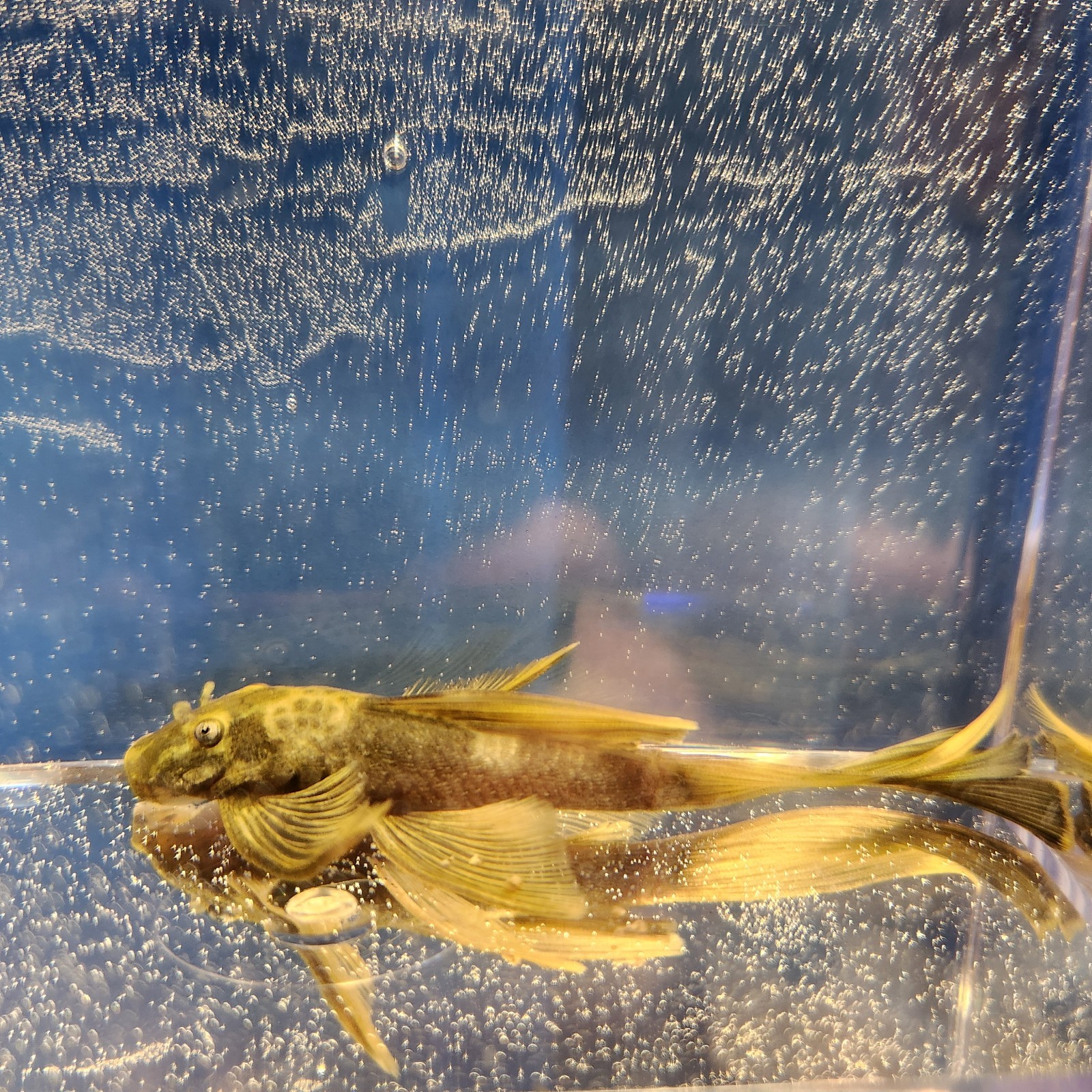 Longfin Green Dragon Bristlenose Pleco 1.5″+ Unisex