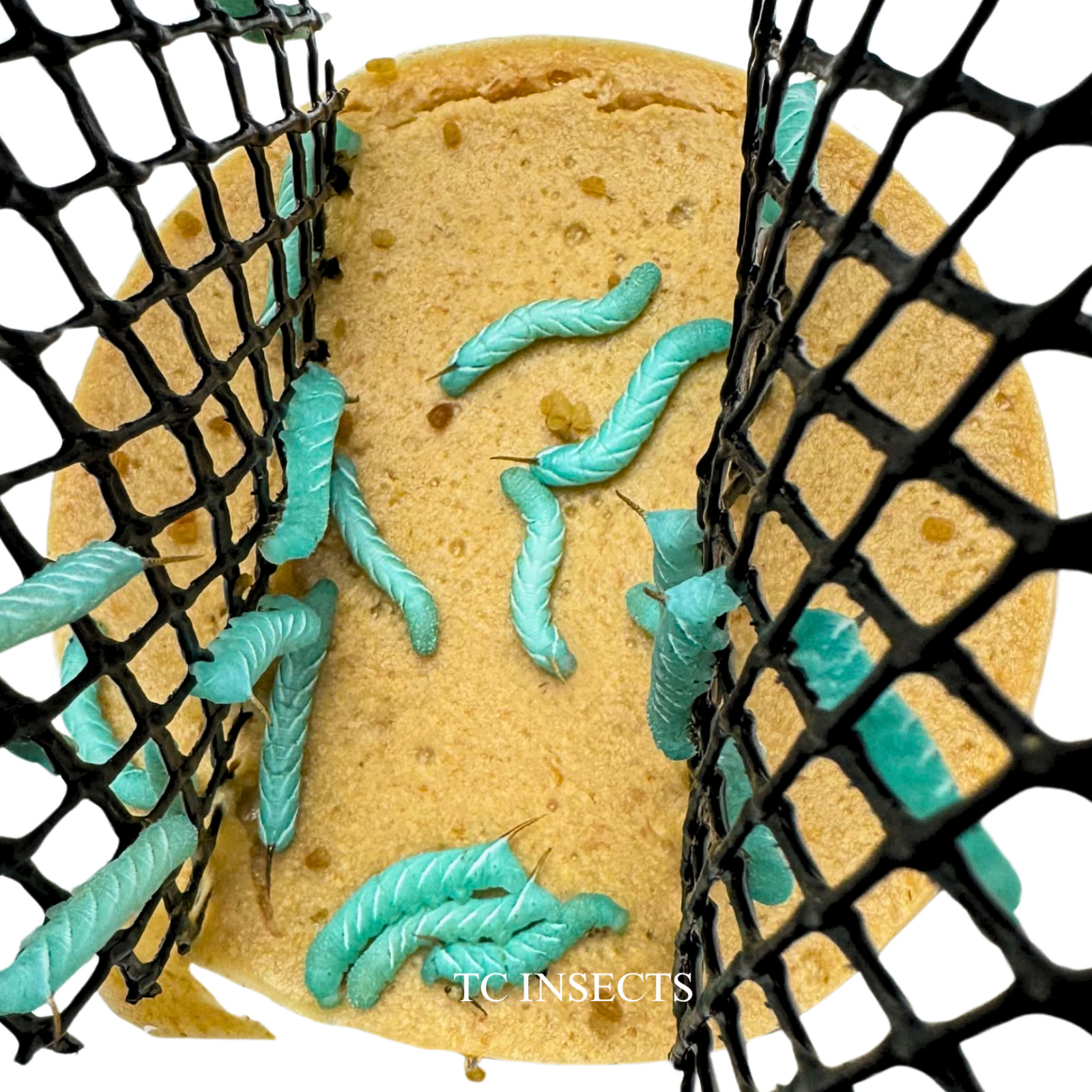 Live Hornworms | ½–1 Inch Size | Feeder Insects | FAST FREE SHIPPING