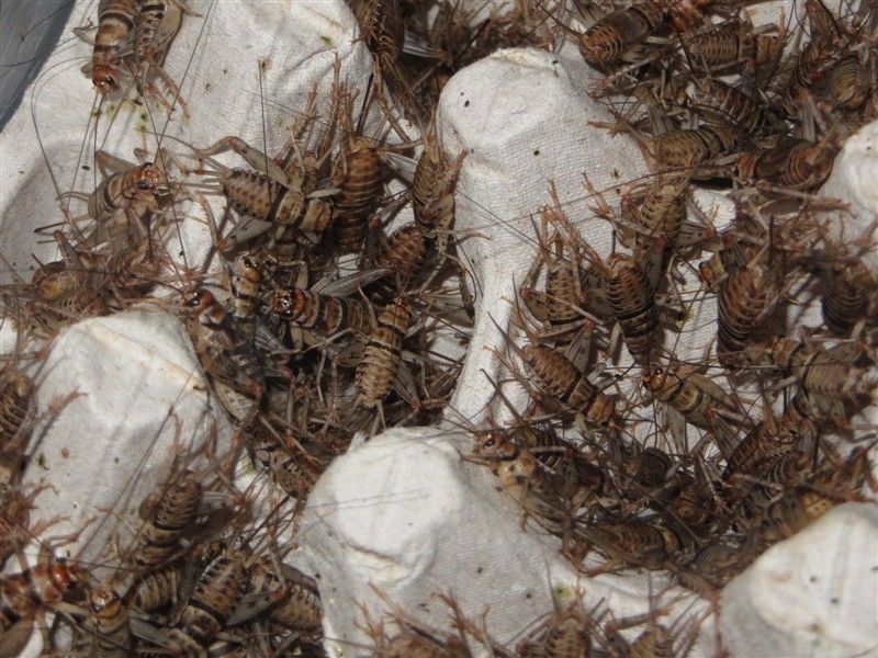 Live Banded Crickets – All Sizes 100 – 5,000 – Reptile Food
