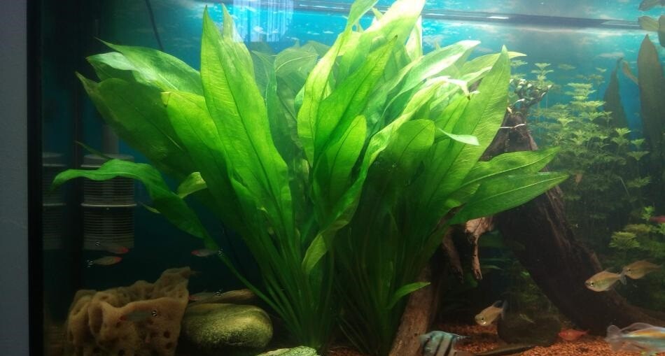 Amazon Sword – Echinodorus Bleheri Beginner Live Aquarium Plants BUY2GET1FREE*