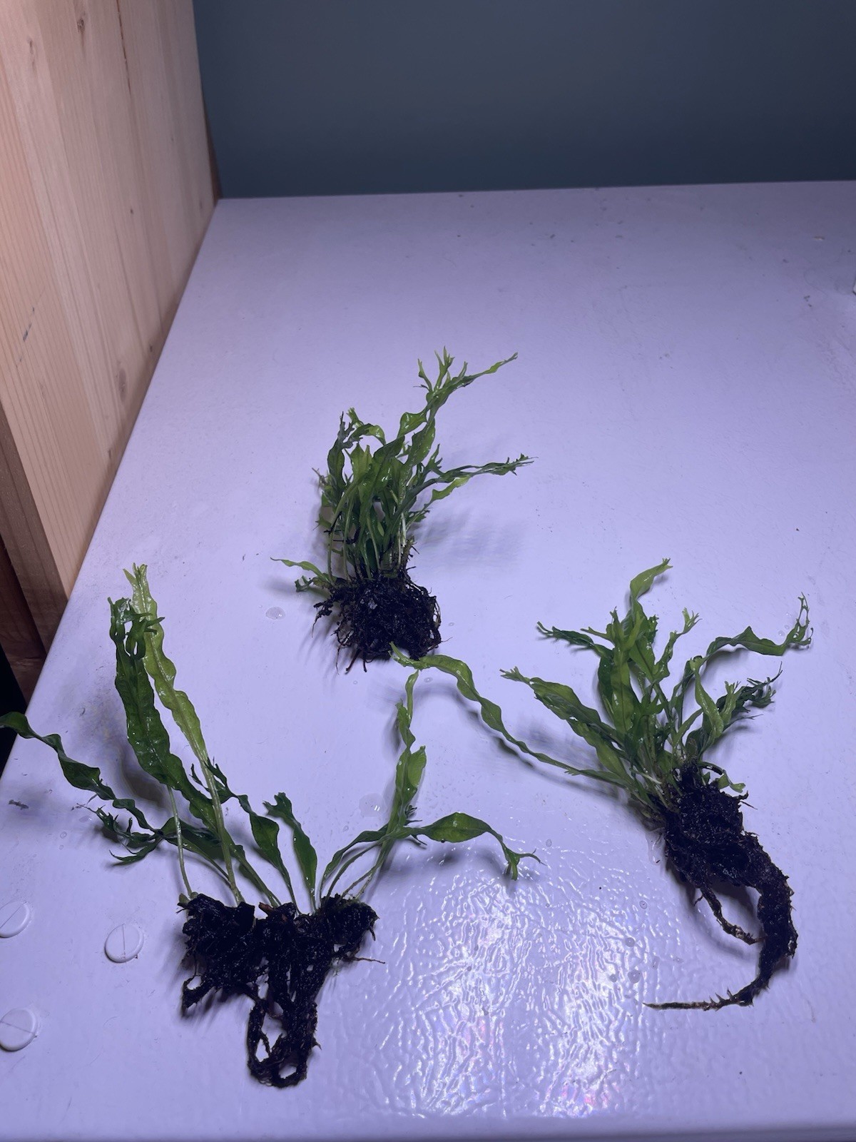 Java Fern Windelov beginner aquatic plants x3 (emersed grown)