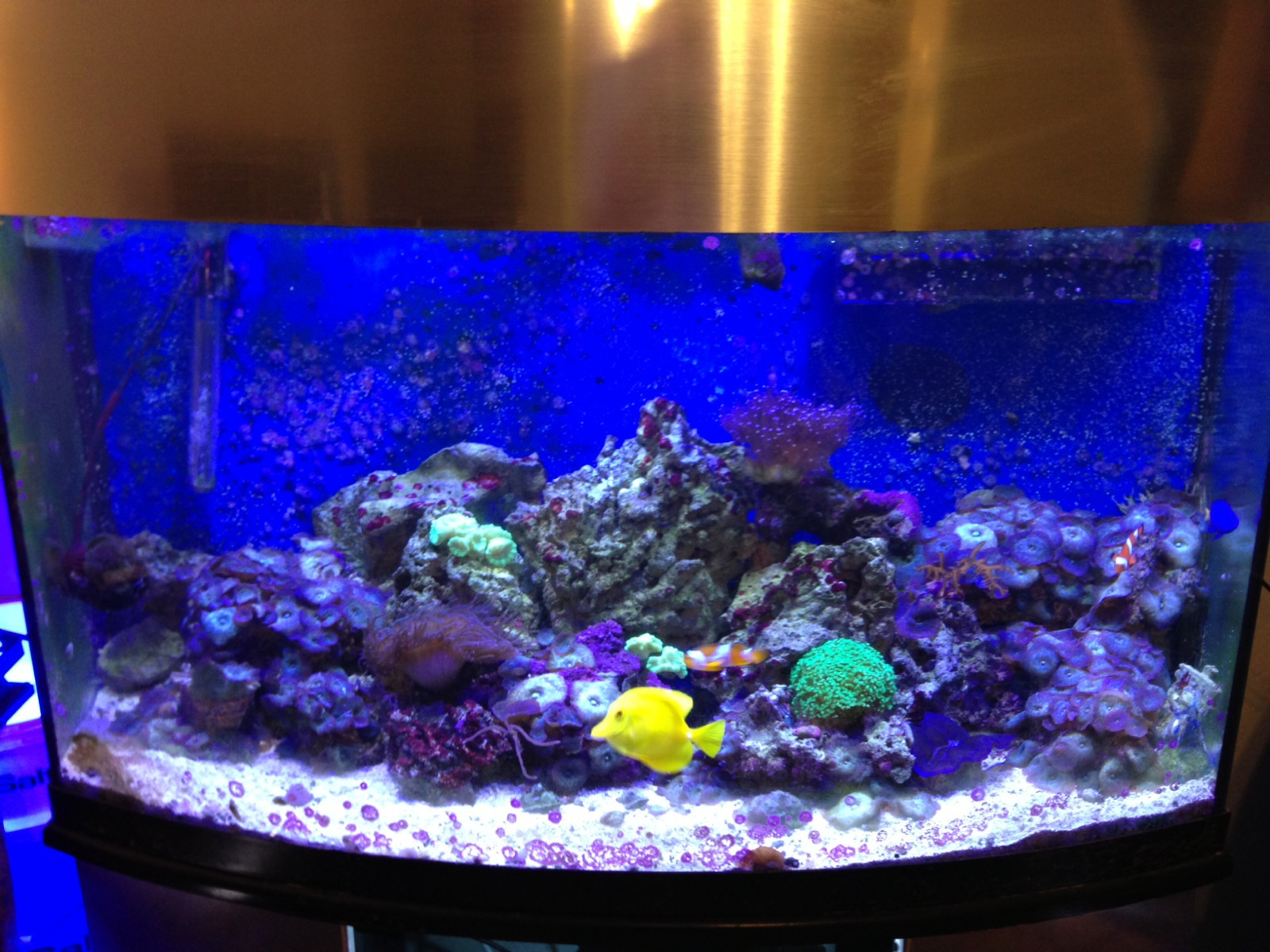 Aquarium Reef LED Lamp 50W 20000K White (Metal Halide alternative Light) Flood