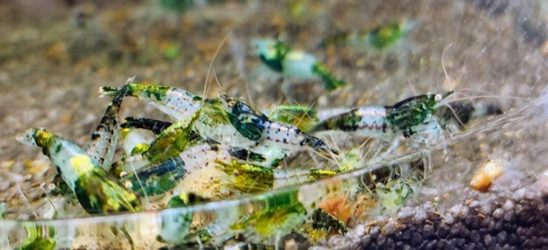 Green Rili Neocaridina Shrimp 10+ Freshwater USA SELLER FREE SHIPPING