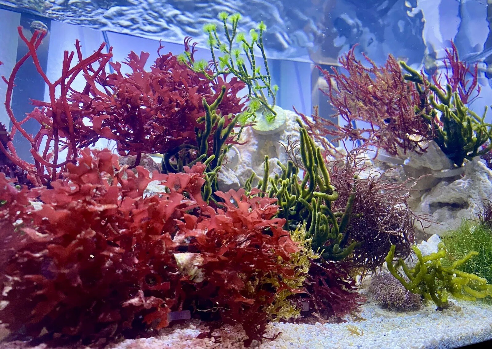 Macro Algae Variety Pack- Aquarium Grown- 5 Frags- Mix of at Least 5 Species