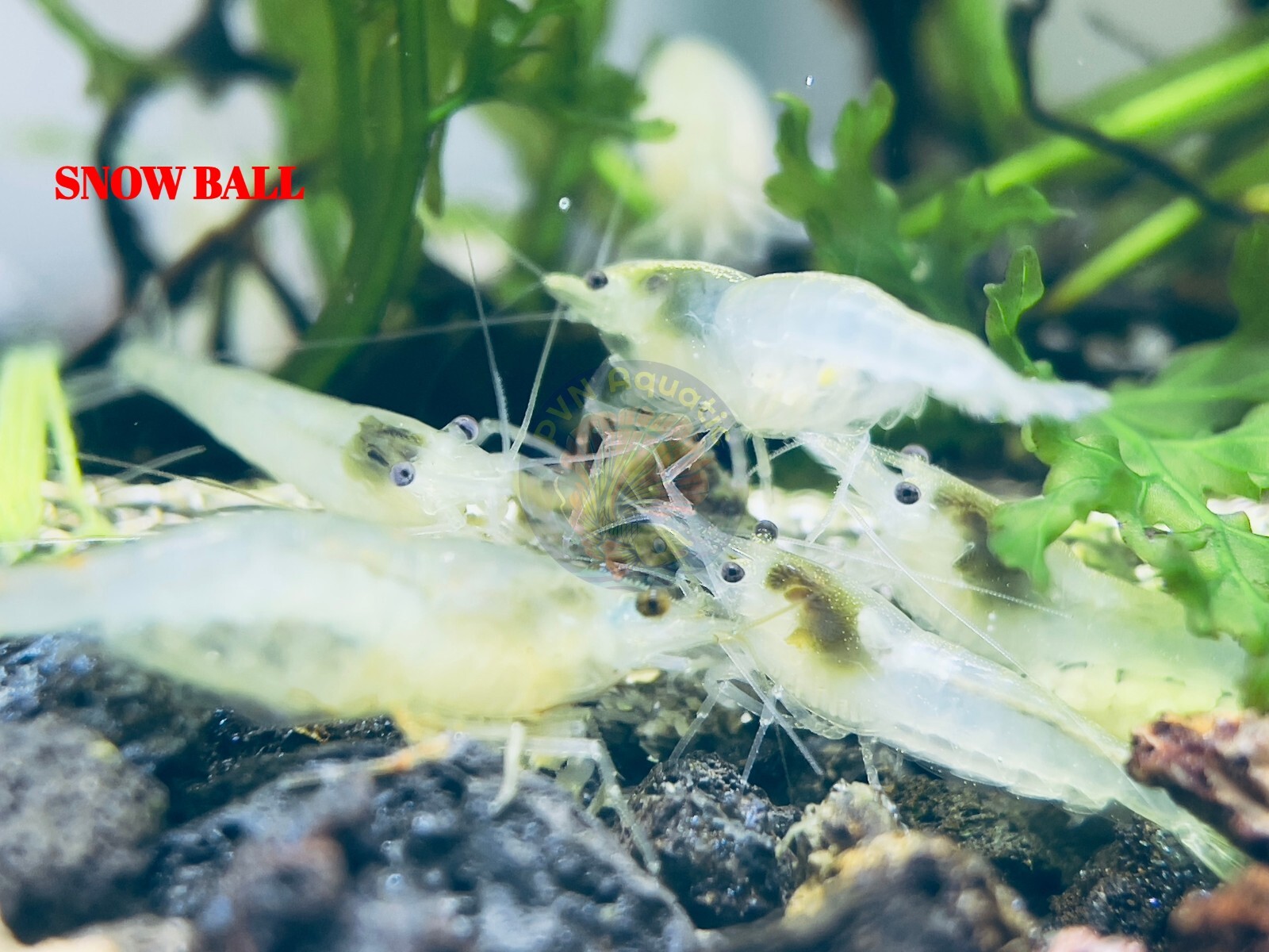 10+1 SNOW BALL – Freshwater Neocaridina Aquarium Shrimp. Live Guarantee