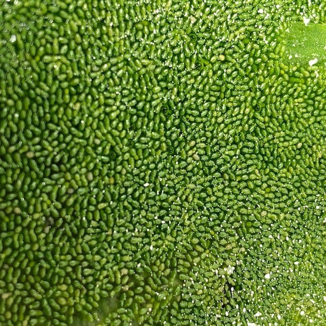 6 Water Lettuce SM/Baby SEEDS Freshwater Floating Plants Ponds/Tanks