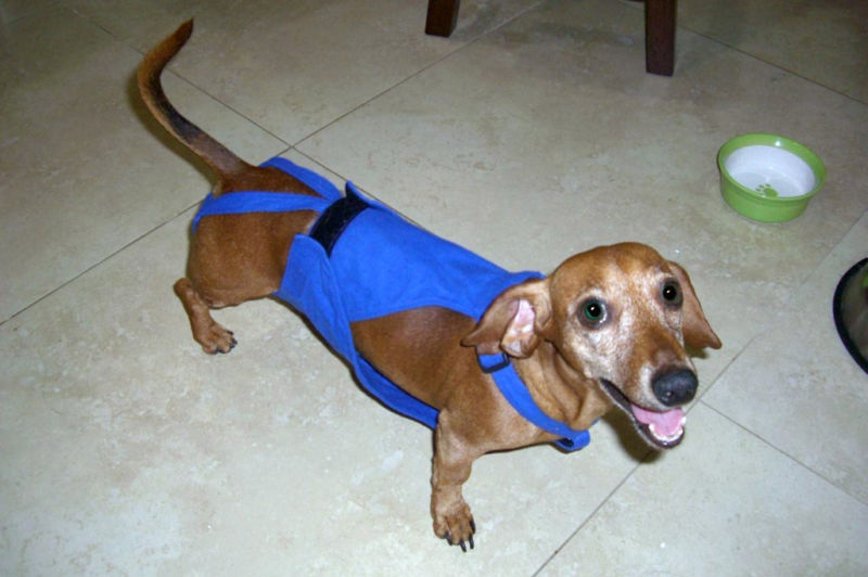 PeeKeeper Escape Proof Dog Diapers for Male and Female, Stay On Dog Diapers