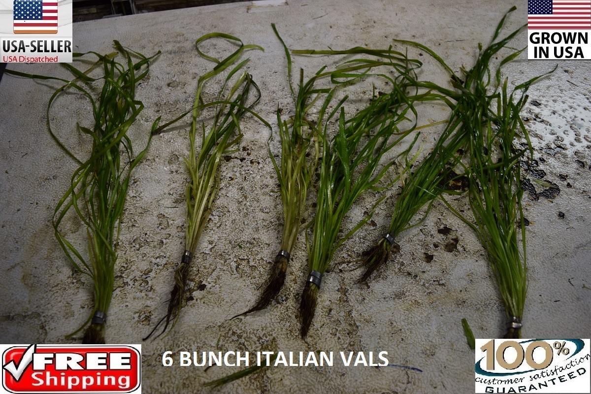 6 bunches Italian Spiralis vals plants Easy Aquarium aquascaping planted tank