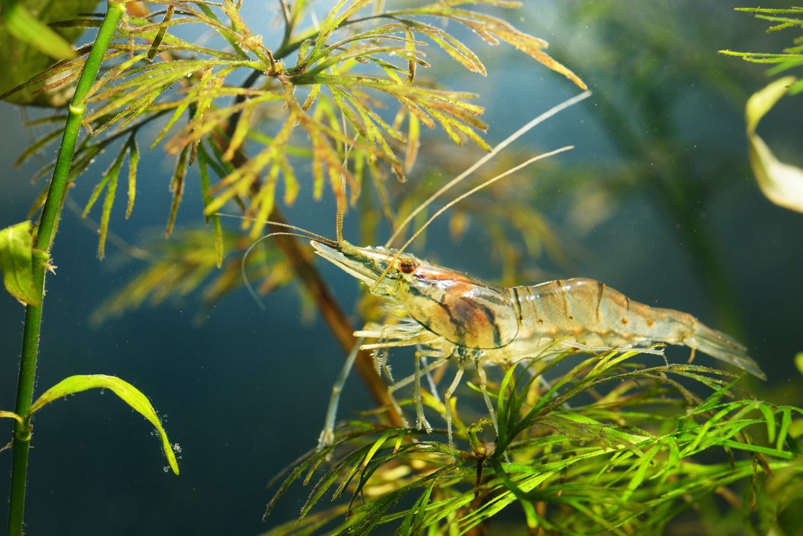 Super Spirulina Wafer & Stick Mix, -Shrimp,crayfish,Snails,Catfish,PlecoABF326