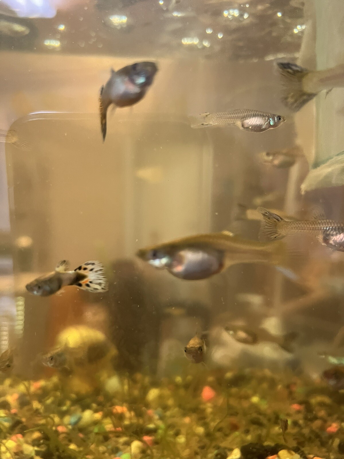 Breeding Trio ( 2 Female 1 Male) – Live Guppy Fish (Type Unknown)