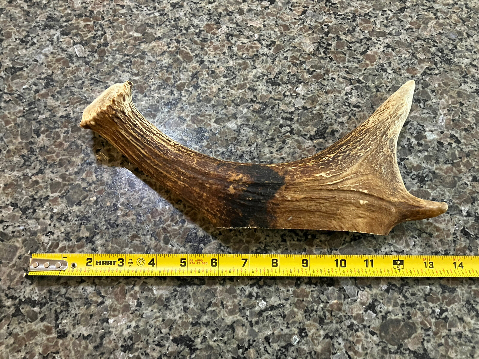 2 Pounds of Maine Moose Antler Dog Chews! XL / Large / Medium Dogs!