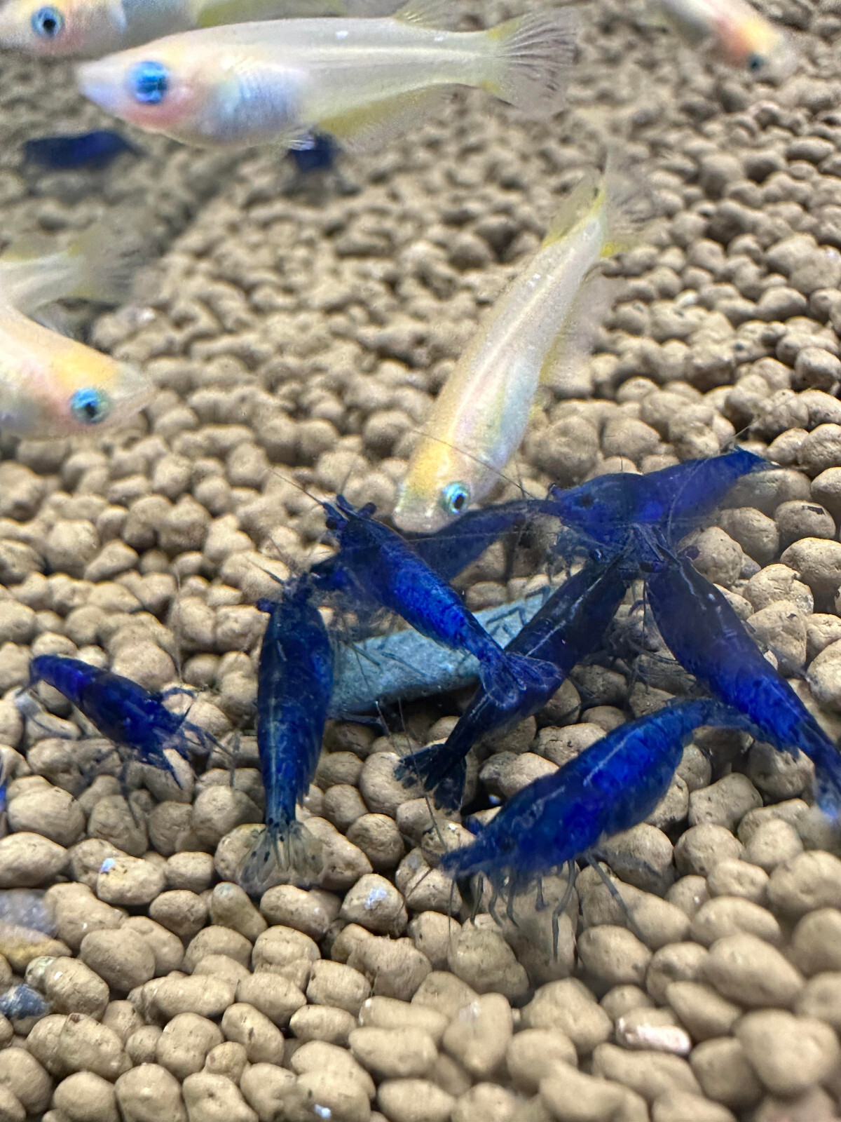 Blue Dream Shrimp Neocaridina 20+ Freshwater USA SELLER FREE SHIPPING