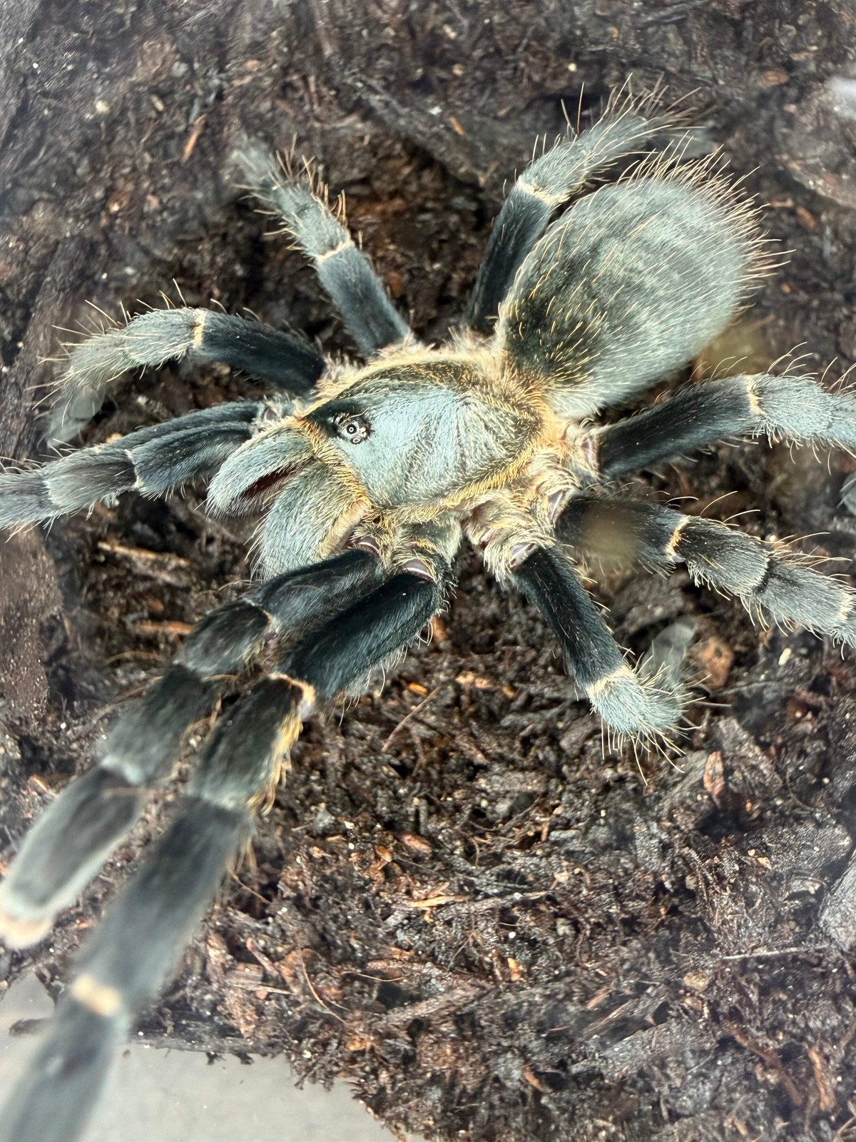 Thai Silver Earth Tiger Tarantula (Ornithoctonus costalis)