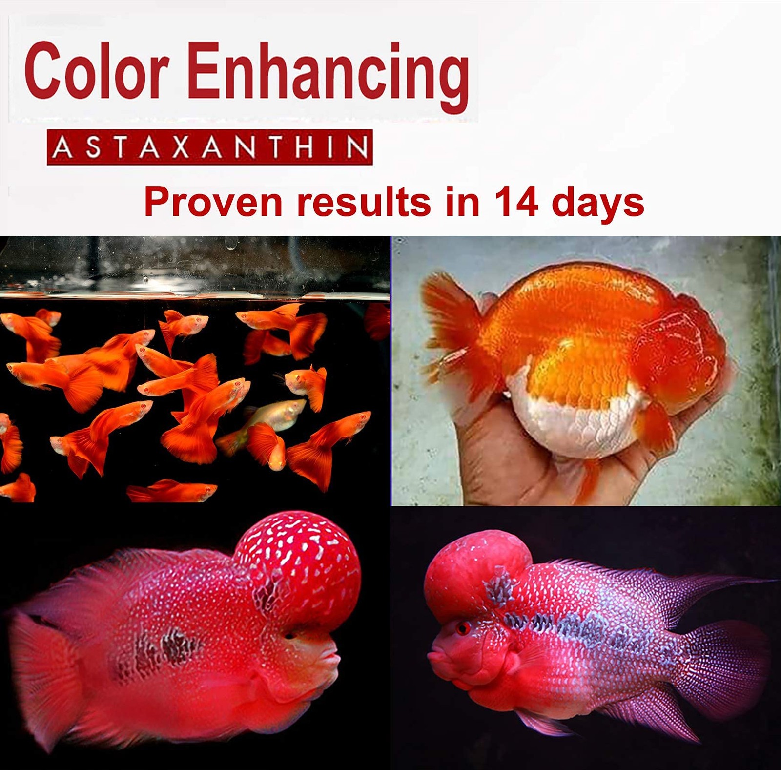 Astaxanthin Red Color Enhancing Powder All Type Fishes Tropical Fish Goldfish…