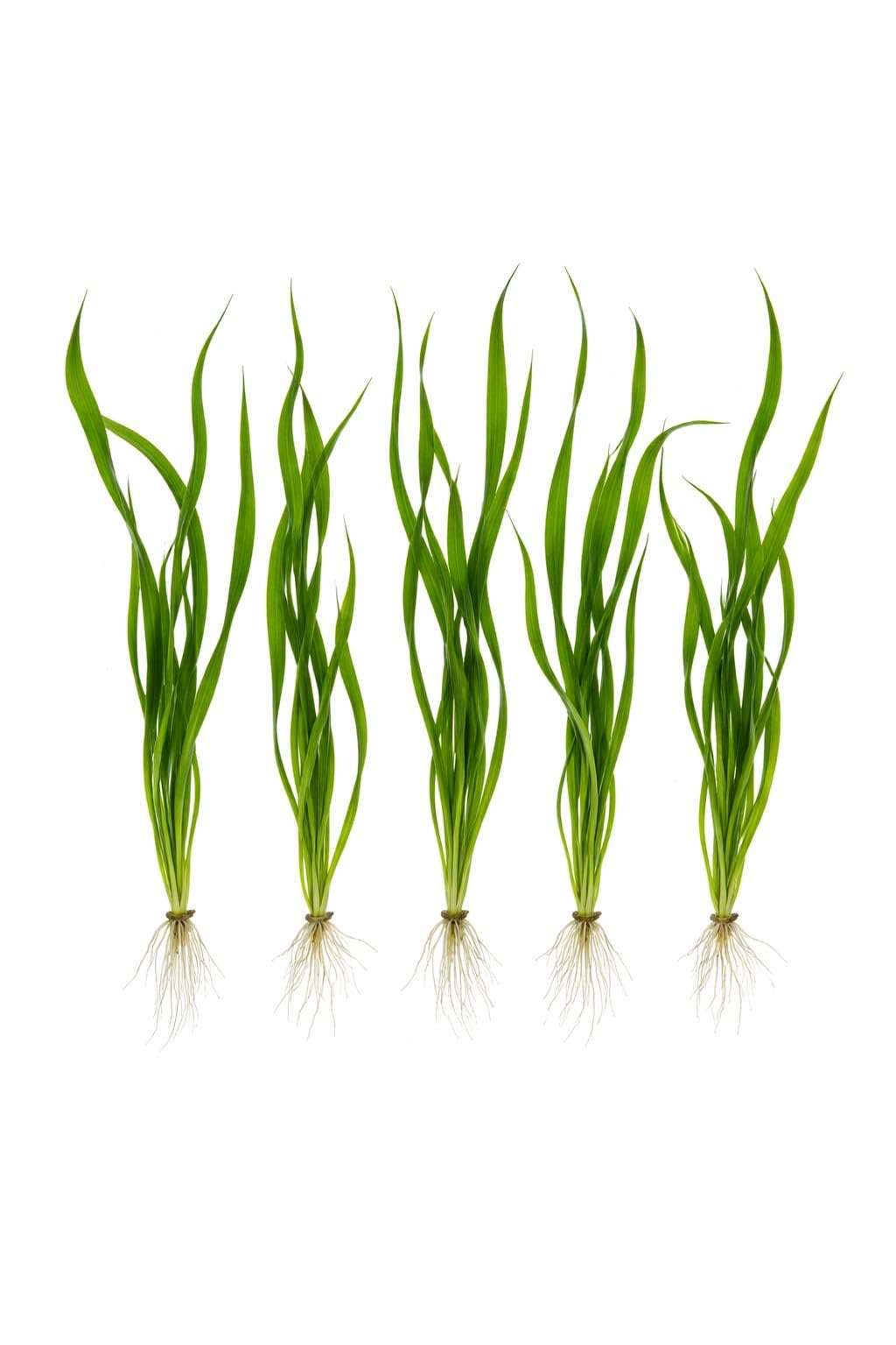 6 Valisnaria (Vals) Spiralis Italian Live Aquarium Plants BUY 2 GET 1 FREE