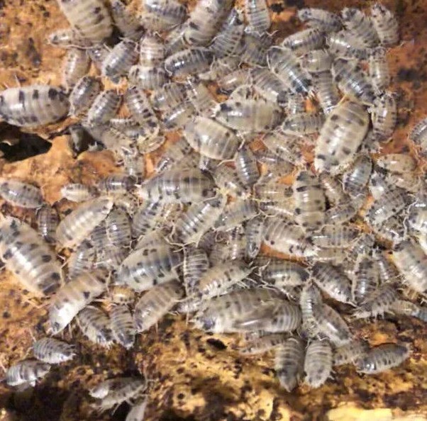 60+ Dairy Cow Isopods • Fast Shipping Nationwide