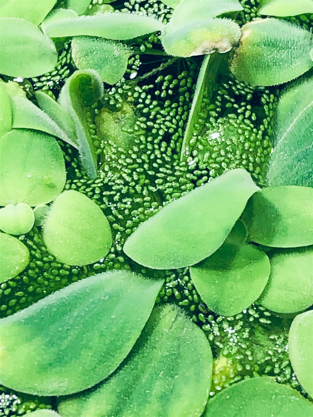 6 Water Lettuce SM/Baby Water Lettuce Freshwater Floating Plants Ponds/Tanks