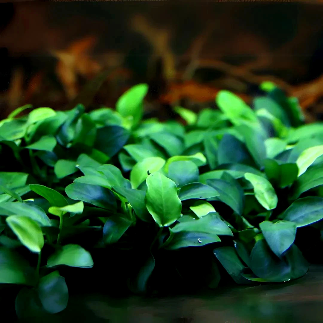 Anubias Nana Petite Live Aquarium Plant Freshwater Shrimp Betta Easy Low Light