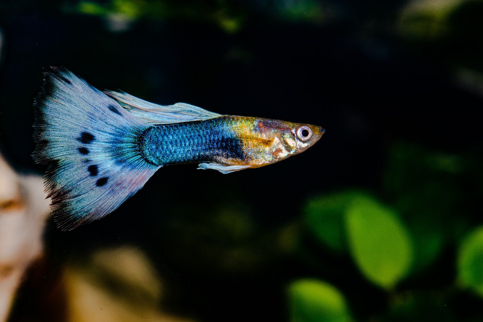 Guppy Flake, Guppy Food,Guppies,Tropical Fish, Endlers,most small Fish,ABF306