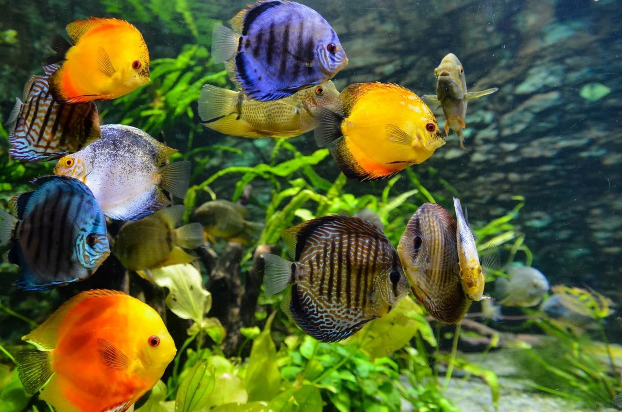 PREMIUM DISCUS BITS FISH FOOD – COLOR ENHANCING – SINKING – 1/2 mm – 1 mm