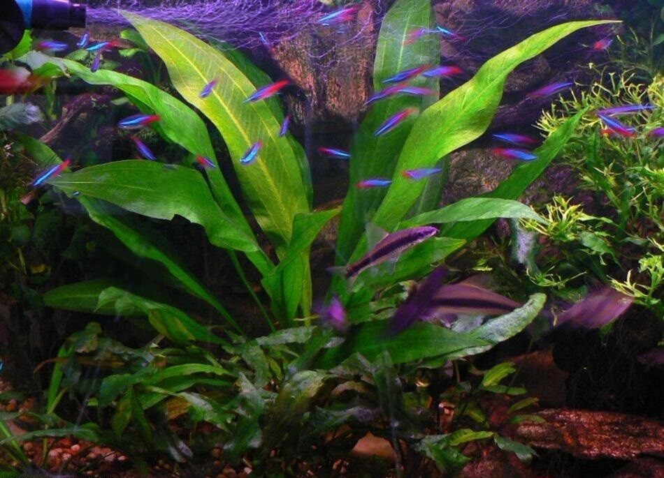 Amazon Sword – Echinodorus Bleheri Beginner Live Aquarium Plants BUY2GET1FREE*