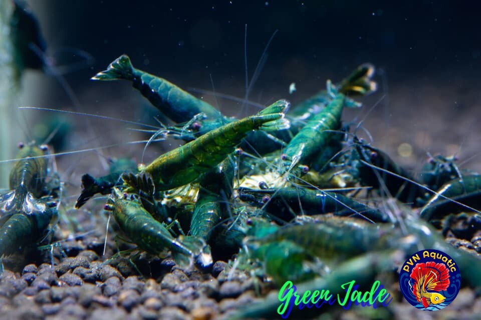 10+1 GREEN JADE – Freshwater Neocaridina Aquarium Shrimp. Live Guarantee