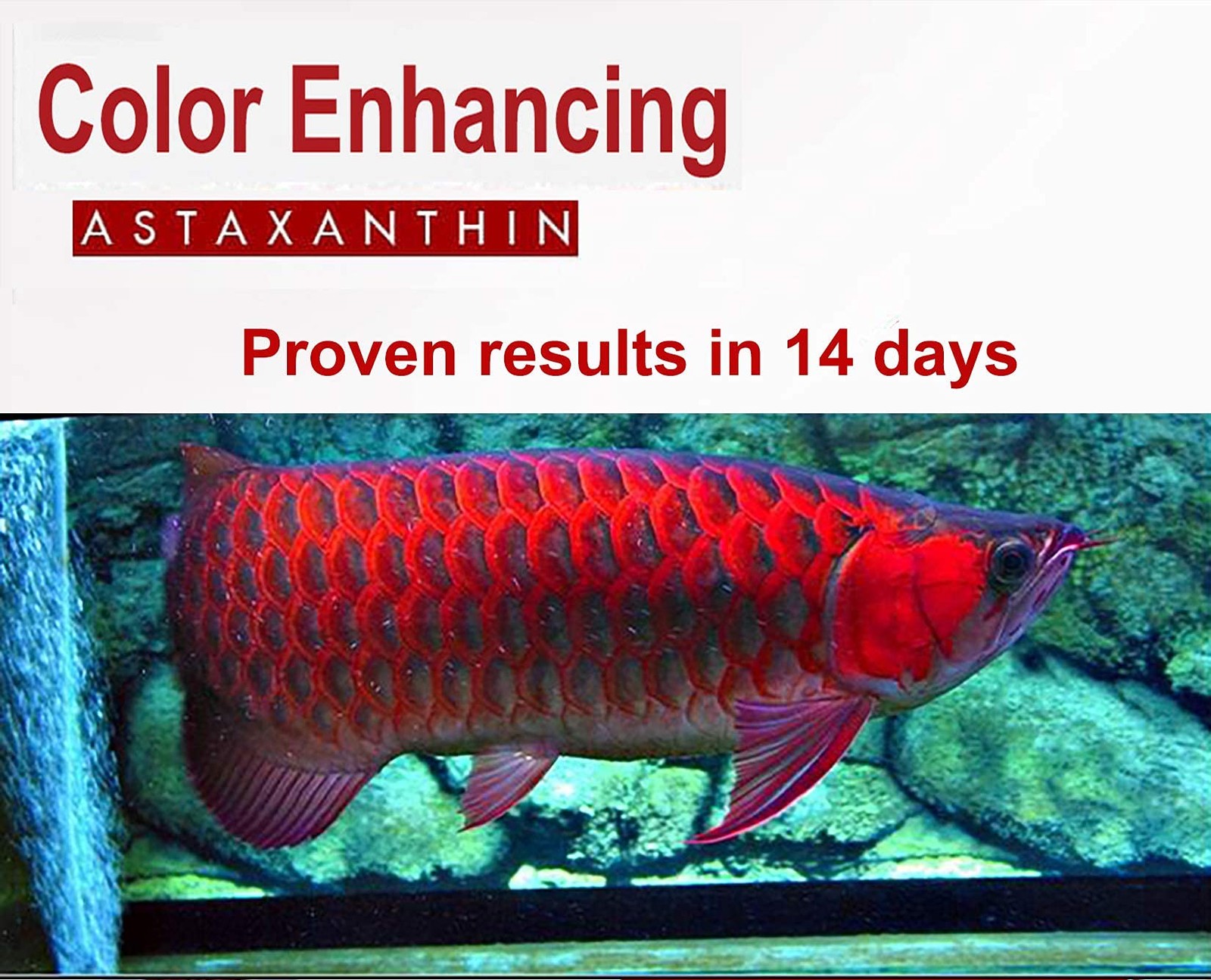Astaxanthin Red Color Enhancing Powder All Type Fishes Tropical Fish Goldfish…