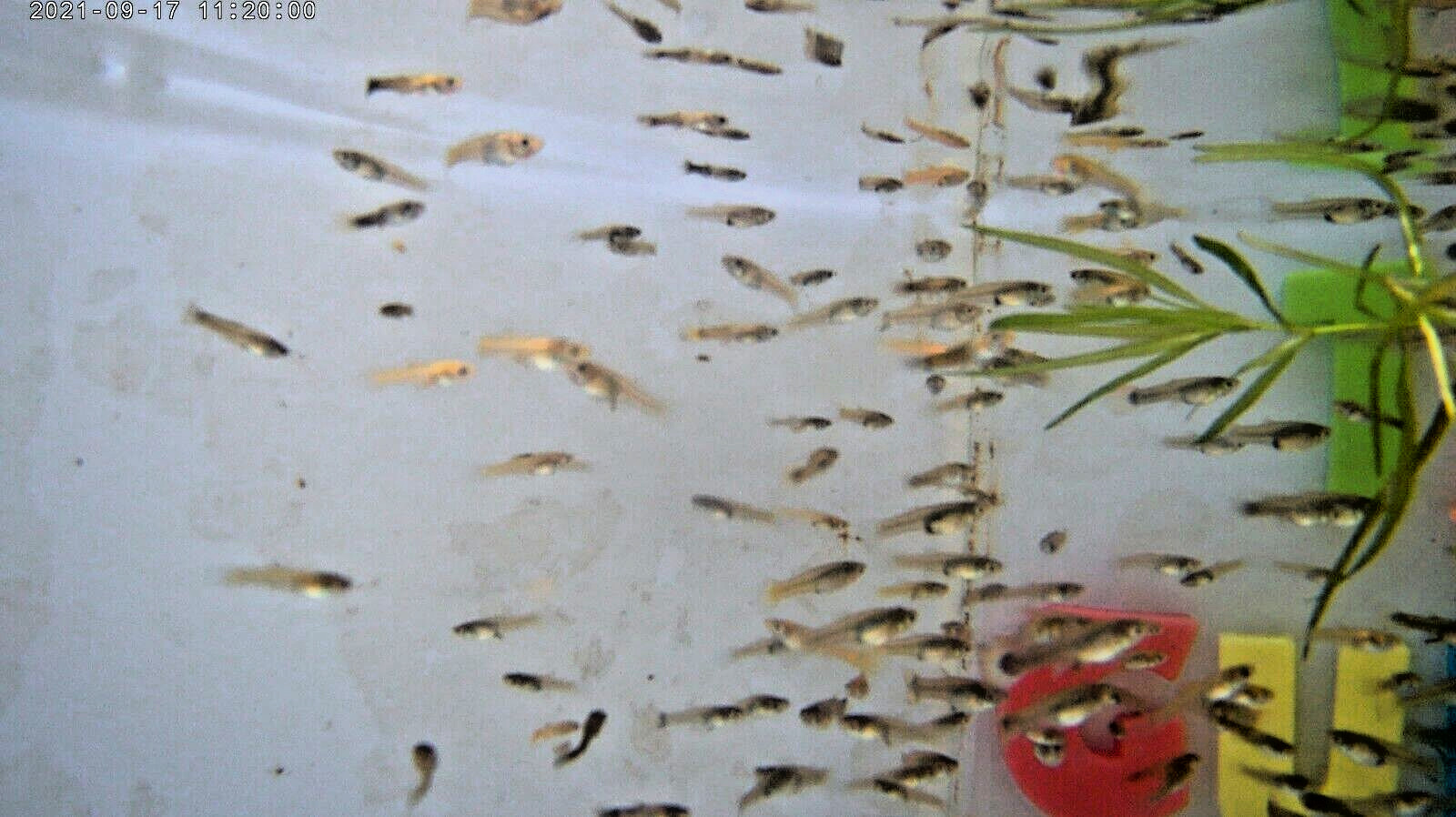 (100 Guppy Fry) 100 Beautiful Baby Guppies Grow Fast USA Born Bred and Raised