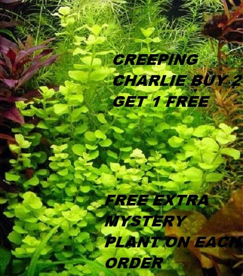 Creeping Charlie Bunch Live Aquarium Plants easy beginner plant BUY2GET1FREE