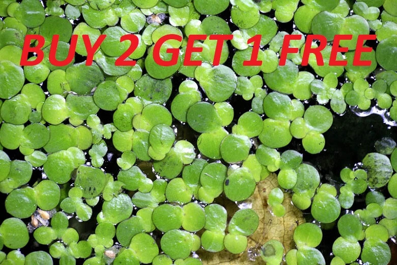 3500+ Duckweed live Plant BUY2GDET1 FREE Aquarium POND NO INSECTS/PARASITES FAST