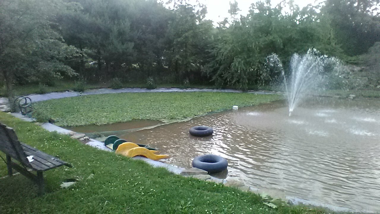 50,HELEN’S,WATER,LETTUCE,100%,ORGANIC,GROWN,LICENSED,WATER,POND,FLOATING,PLANTS