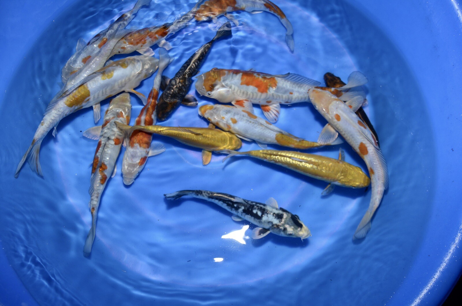 LOT OF 10 HQ Kawarimono Koi 8-10” JAPANESE Koi live fish standard fin A1koi