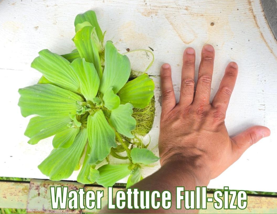 Water Lettuce Large Size Full Size Freshwater Pond Plants Aquarium Live Pistia