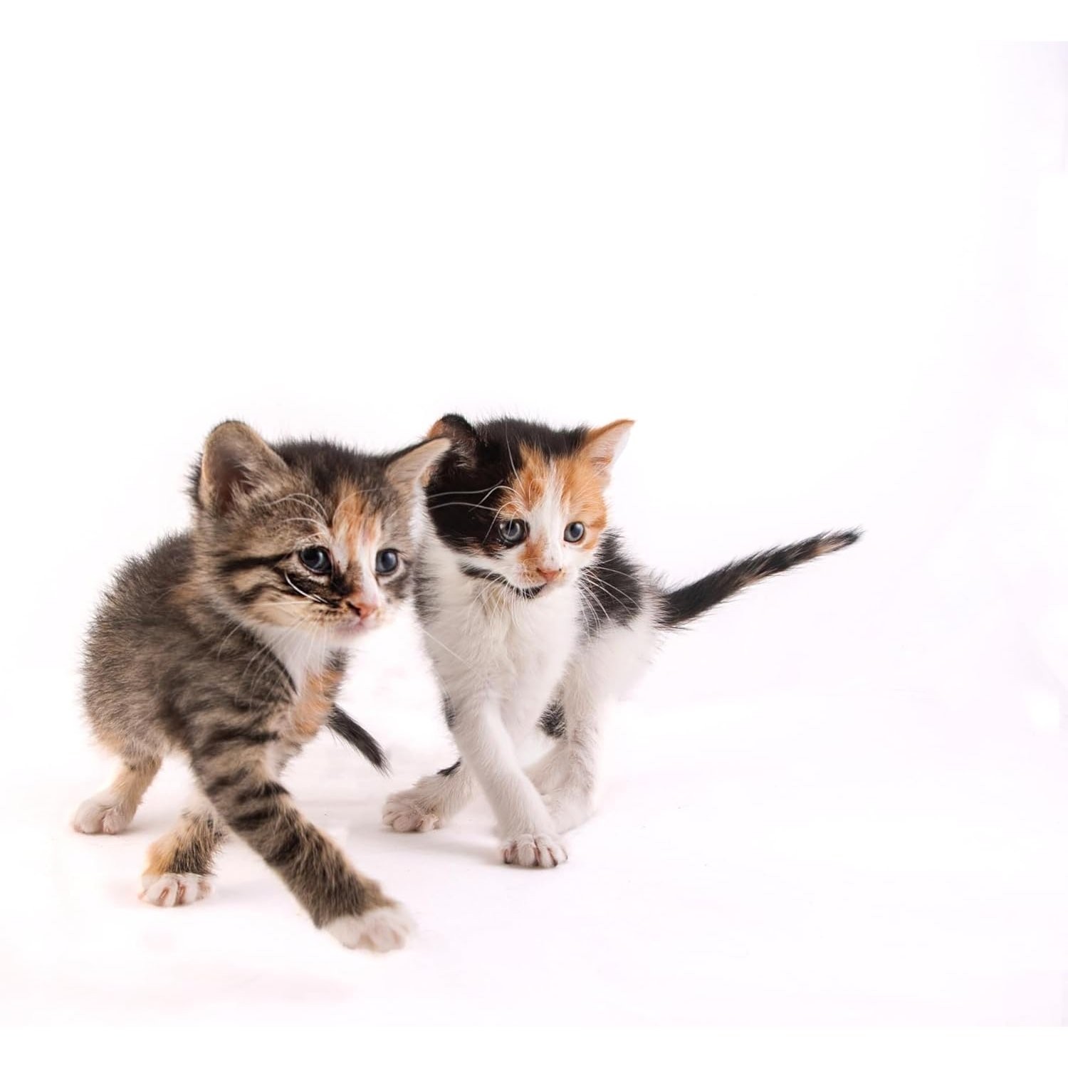 Milk Flavor Kitten Milk Replacer Powder 11oz for Nursing and Pregnant Cats