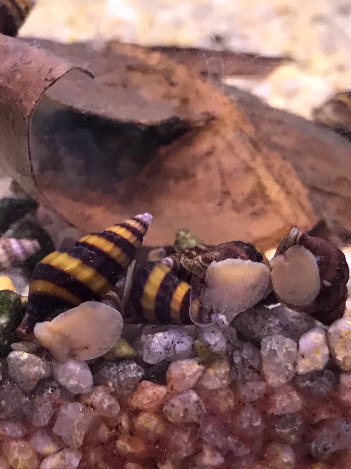 50 (+3 DOA) 1.0 – 2.0 cm Assassin Snails (Heat Pack Included)