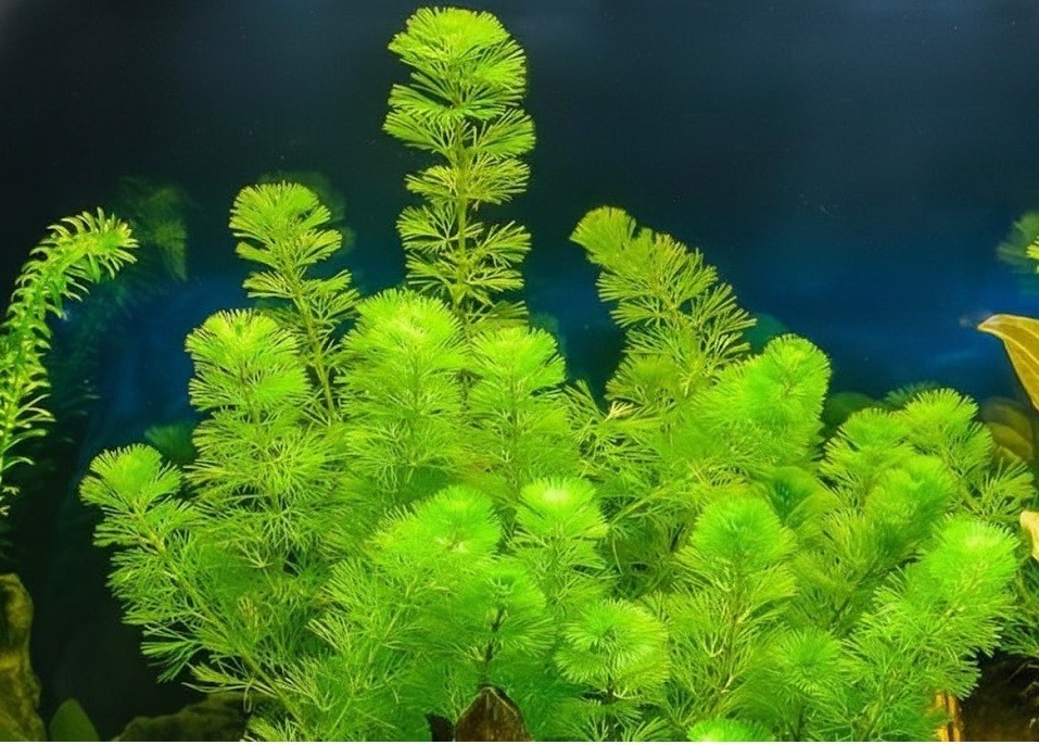 Live Green Cabomba Plant for Aquarium – Fast Growth – Buy 2 Get 1 FREE🌿