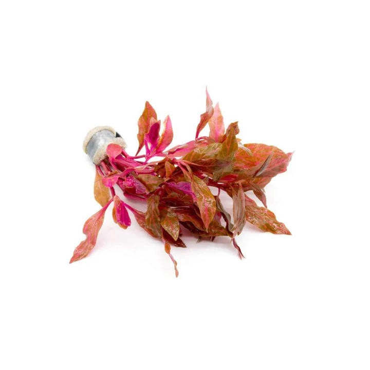 BUY 2 GET 1 FREE Fire Temple Alternanthera Rosanervig Aquarium Plants