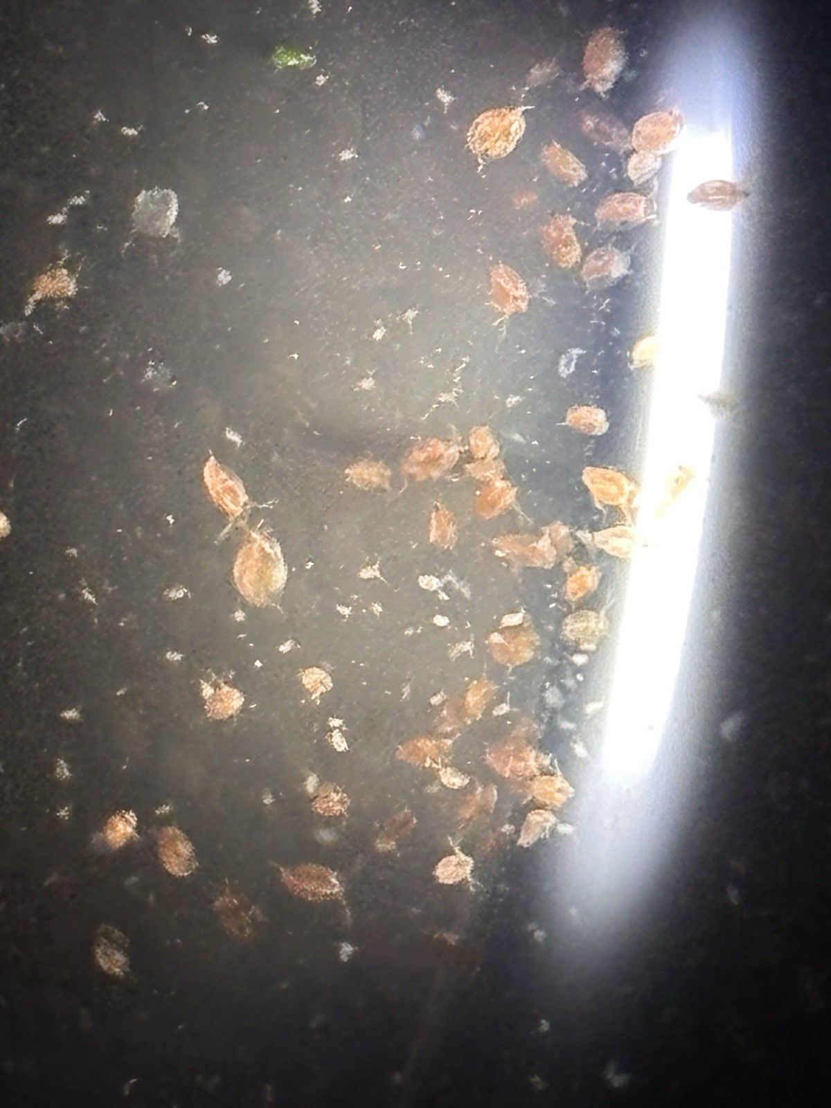 Live Daphnia Magna 100+ — Starter Culture Kit