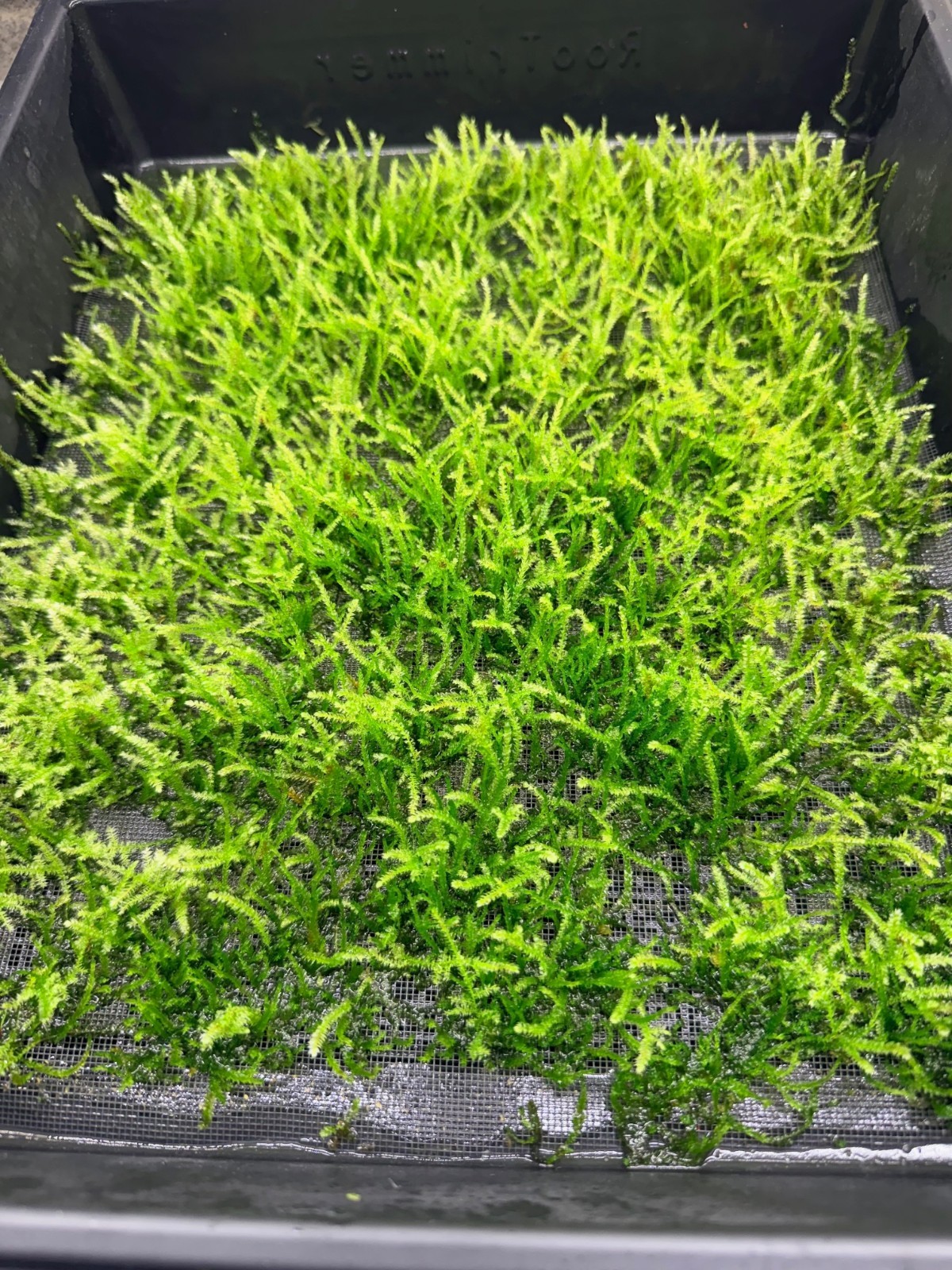 Large portion of Christmas Moss. 2 cups of 3.25 oz each. Submerged
