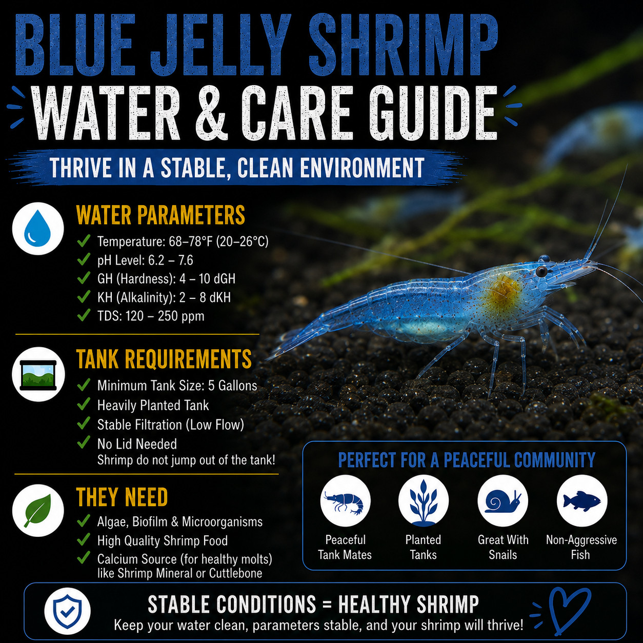 20+4 Blue Jelly Shrimp Live Neocaridina Freshwater Aquarium Shrimp