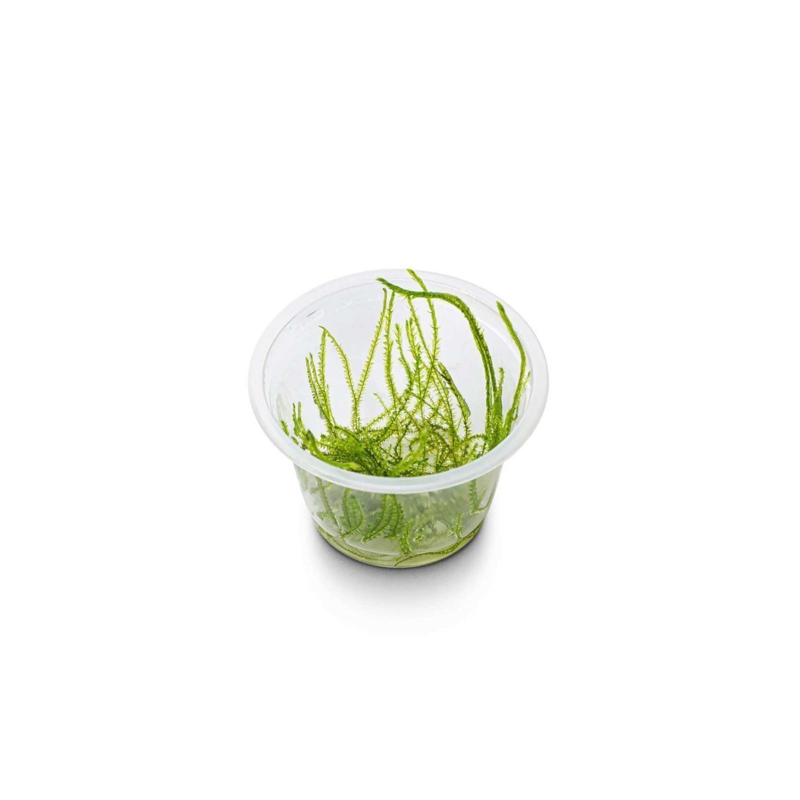 Willow Moss Fontinalis Antipyretica BUY 2 GET 1 FREE Easy Live Aquarium Plants