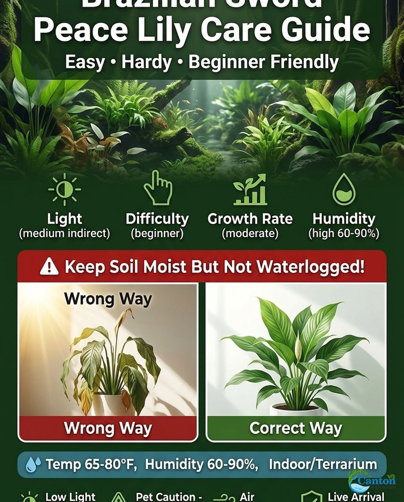 Brazilian Sword “Peace Lily” (Spathiphyllum sp)