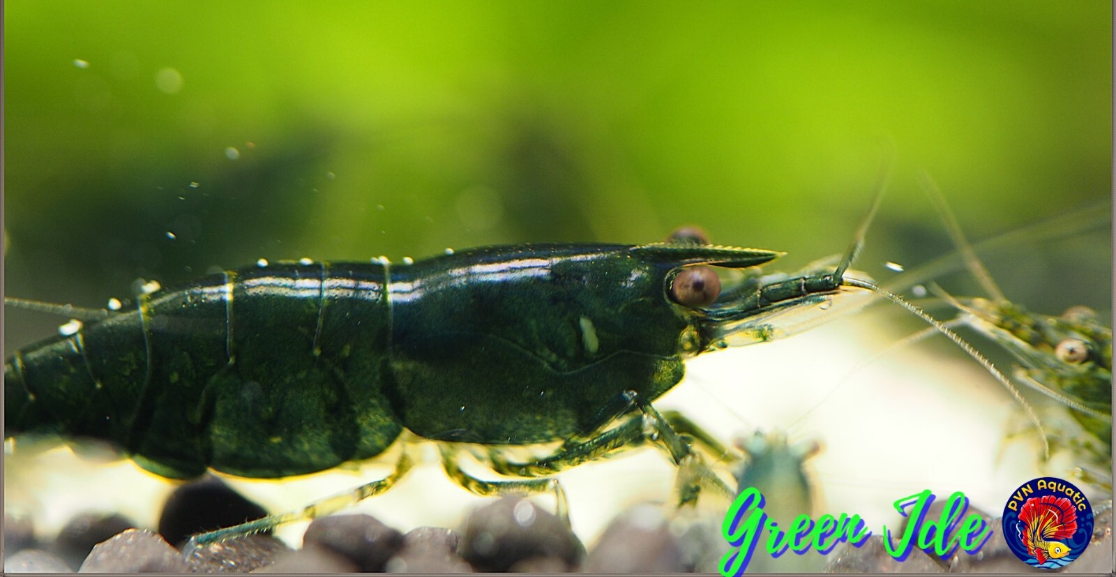 10+1 GREEN JADE – Freshwater Neocaridina Aquarium Shrimp. Live Guarantee