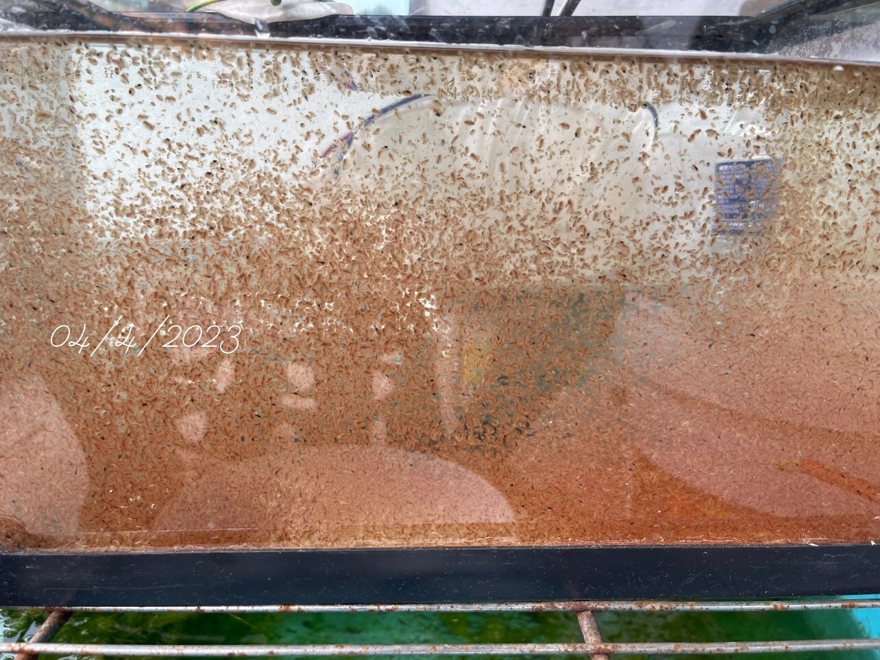 1000+ live daphnia magna ( BUY 2 , Get 2 Extra Bags Of Culture )